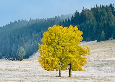 Apartmány jelení - okolí